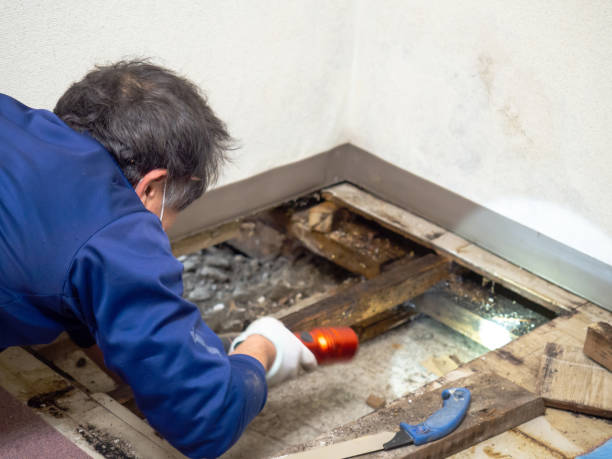 Best Black Mold Remediation in Neshanic Station, NJ